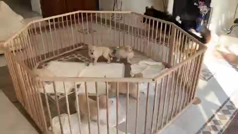 Cute German Shepherd Babysits Puppies