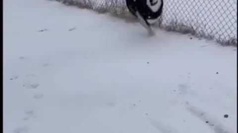 I heard the only way to unlock a husky's IQ is in the snow