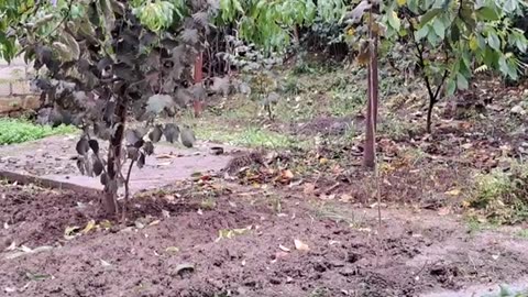 Cute kitten looking for something in the yard in rainy weather.