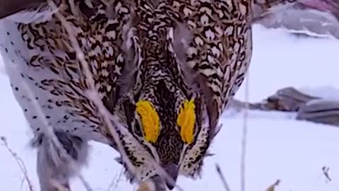 Dancing before mating in birds