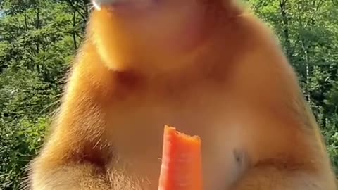 Golden monkeys also eat delicious carrots Monkey