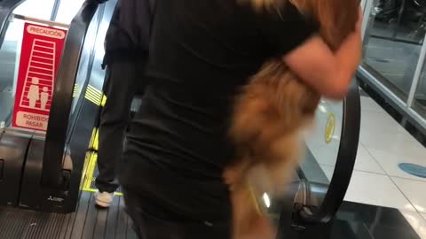 Golden Retriever Gets Carried Up Escalator