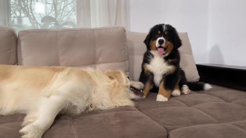 Bernese Mountain Dog Puppy and Golden Retriever Playing for the First Time!