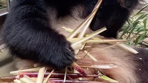 Giant Panda: this little look is so cute. It will be broadcast live around 9:00 tomorrow morning 🐼