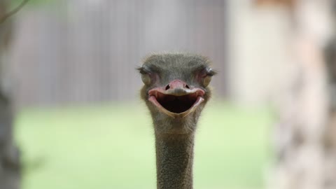 ostrich