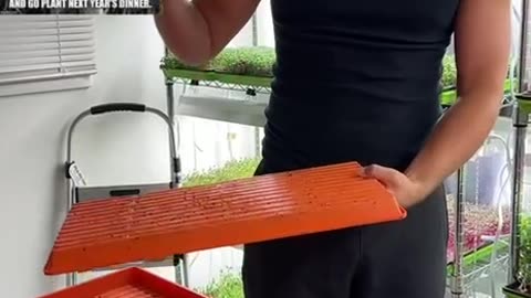 Grow your own microgreens