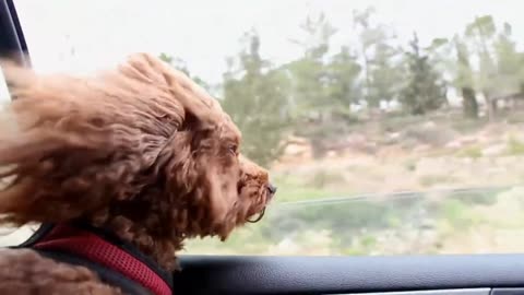 Cute dog traveling in a car😍