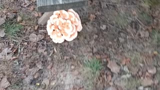 A large mushroom growing on a picnic table