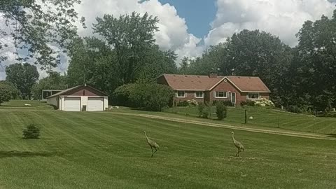 Beautiful beautiful birds