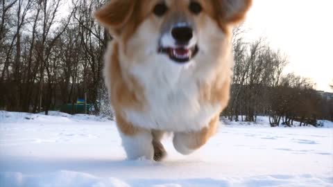 Cute dog in the snow desert