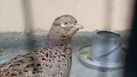 Lahore zoo. The beautiful birds and animals here