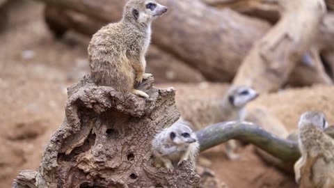 Meerkats Being Silly_Funny Moments and Cute Antics Caught on Camera