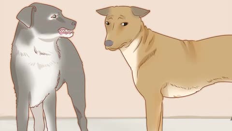 Deal With Common Mating Problems in Dogs