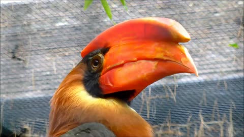 Rufous Hornbill