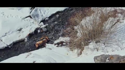 WILD SPITI - The Ghost Of Snow