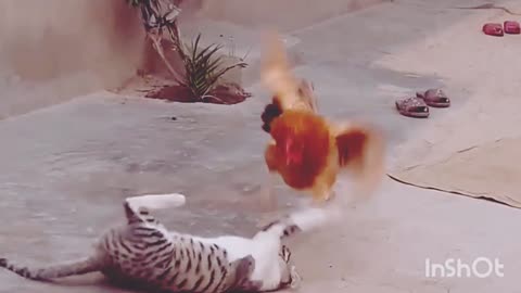 Chicken vs Cat Big Fights Moments For Funny Videos 2023