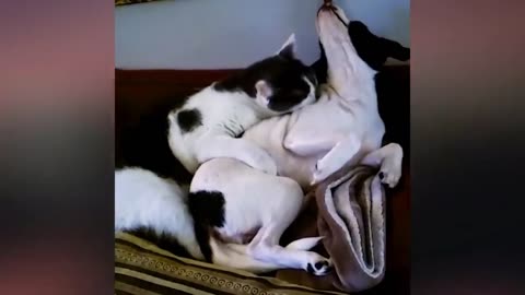 New Funny Animals Video 2023 | Funniest Cats and Dogs Videos | New Funny Video Of Cat And Dogs #169