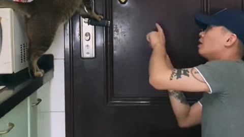 Teach cat how to open the door