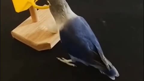 Smart Pet Birb _ Trained Cute Parrot