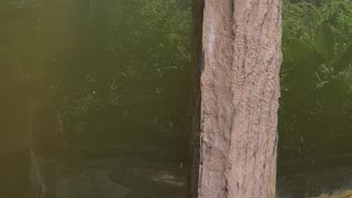 Otter Plays with Butterfly