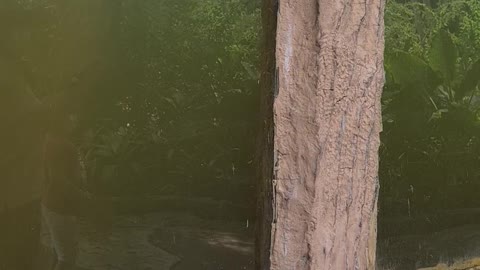 Otter Plays with Butterfly