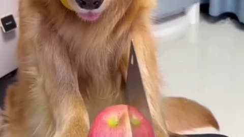 cute funny dogs