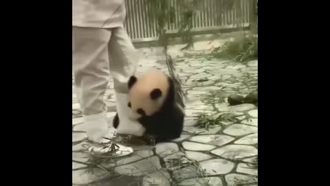 Cute Animals - Cute Baby Panda Videos Compilation