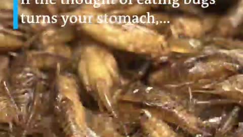 Shorts - Bugs In Our Food - Check Your Ingredients