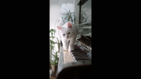 Cute Cats play piano music very sweet music 🎶🎶🎶