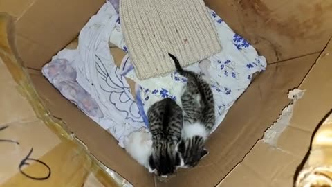 Newborn baby kittens meow. The meowing sound of kittens is very beautiful