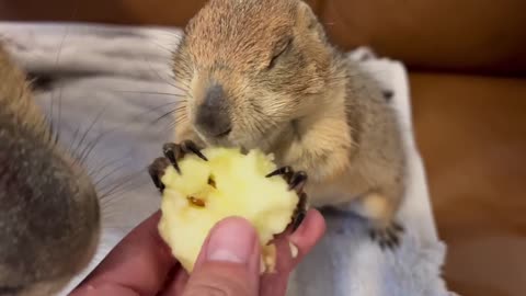 Capybara vs Piglet (Quandale Dingle Dies)8