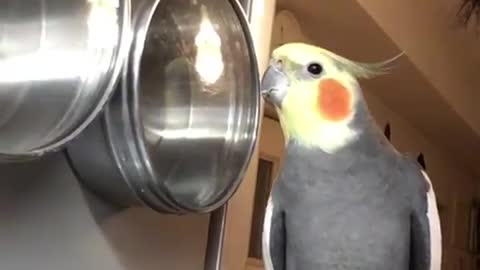 Cockatiel sings along to its very own beat