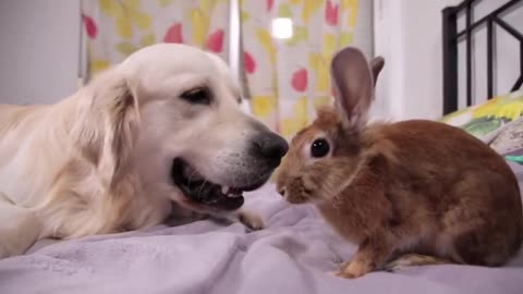 Dog Trying to Say Something to the Rabbit