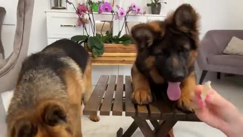 Impatient Baby Puppy and German Shepherd Reviews Food