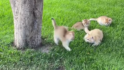 Kittens are playing pranks on each other in Garden 🐾🎴