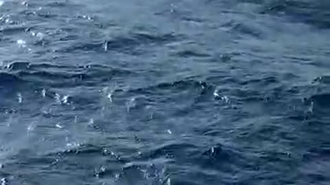 Dolphins jumping and playing in front of the boat.