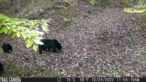 Two Black Bear Cubs follow mom through the woods!