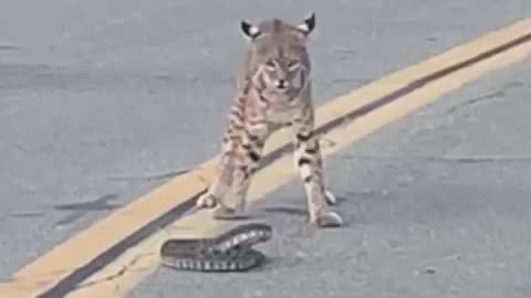 Bobcat vs rattles My customer shared this video #cat #snake