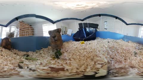 Guinea Pigs Eating (VR 360Sphere 4K HD 2160p)