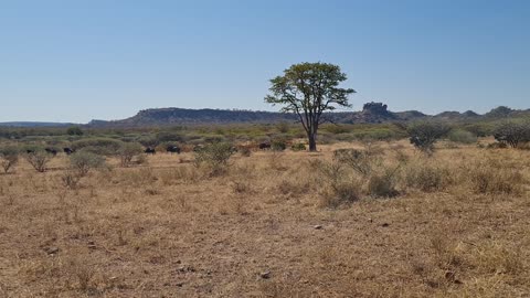 South African Bush and some Wildebeest