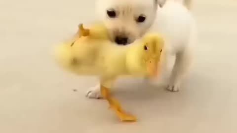 friendship_little_hens_and_cute_dog_#littlehens_#cutepuppy_#cutedog_#babyanimals_#dogshorts(720p)