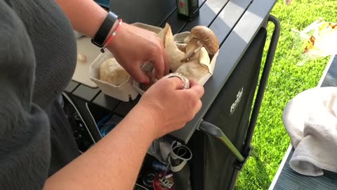 Judys happy food Cooking mushrooms in a field in Cornwall, lions mane