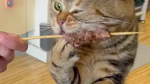 Cats eating ASMR!