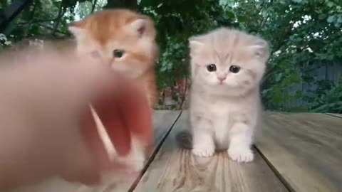 Three little Teddy kittens - Cutest Baby British kittens