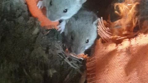 Cute Little Mice looked at me with curiosity