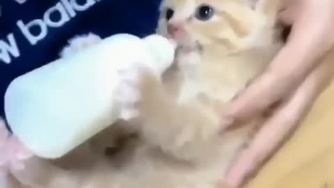 Viral funny cats drinking milk videos