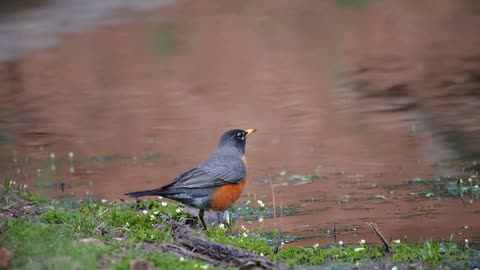 bird_small_animal_feathers_river