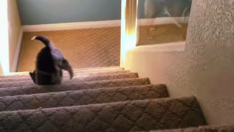 Puppy Fails to Navigate Stairs