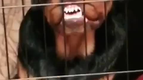 Funny rottweiler shows off her teeth to camera