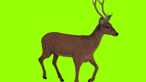 Deer green screen , agressive Deer on green screen free green